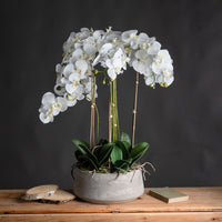 Hill Interiors Large White Orchid In Stone Pot