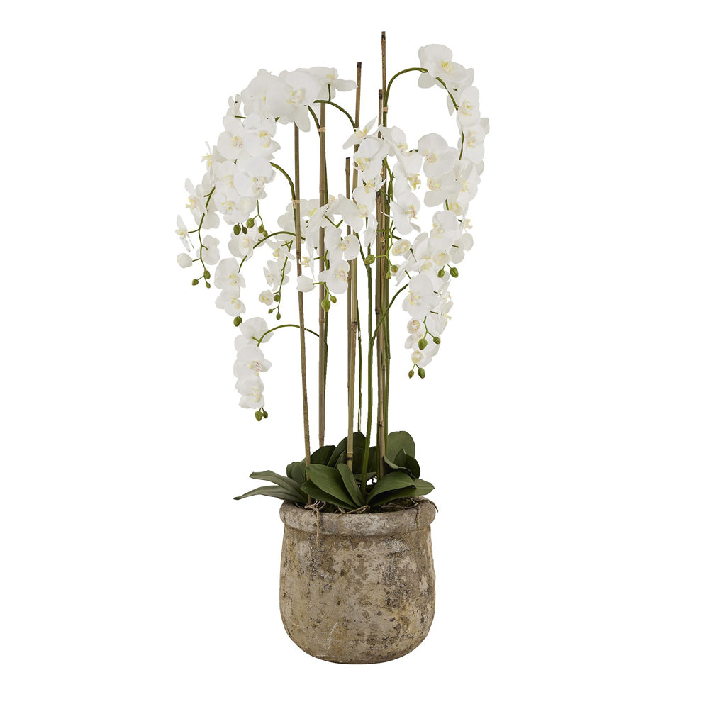 Hill Interiors Large White Orchid In Antique Stone Pot