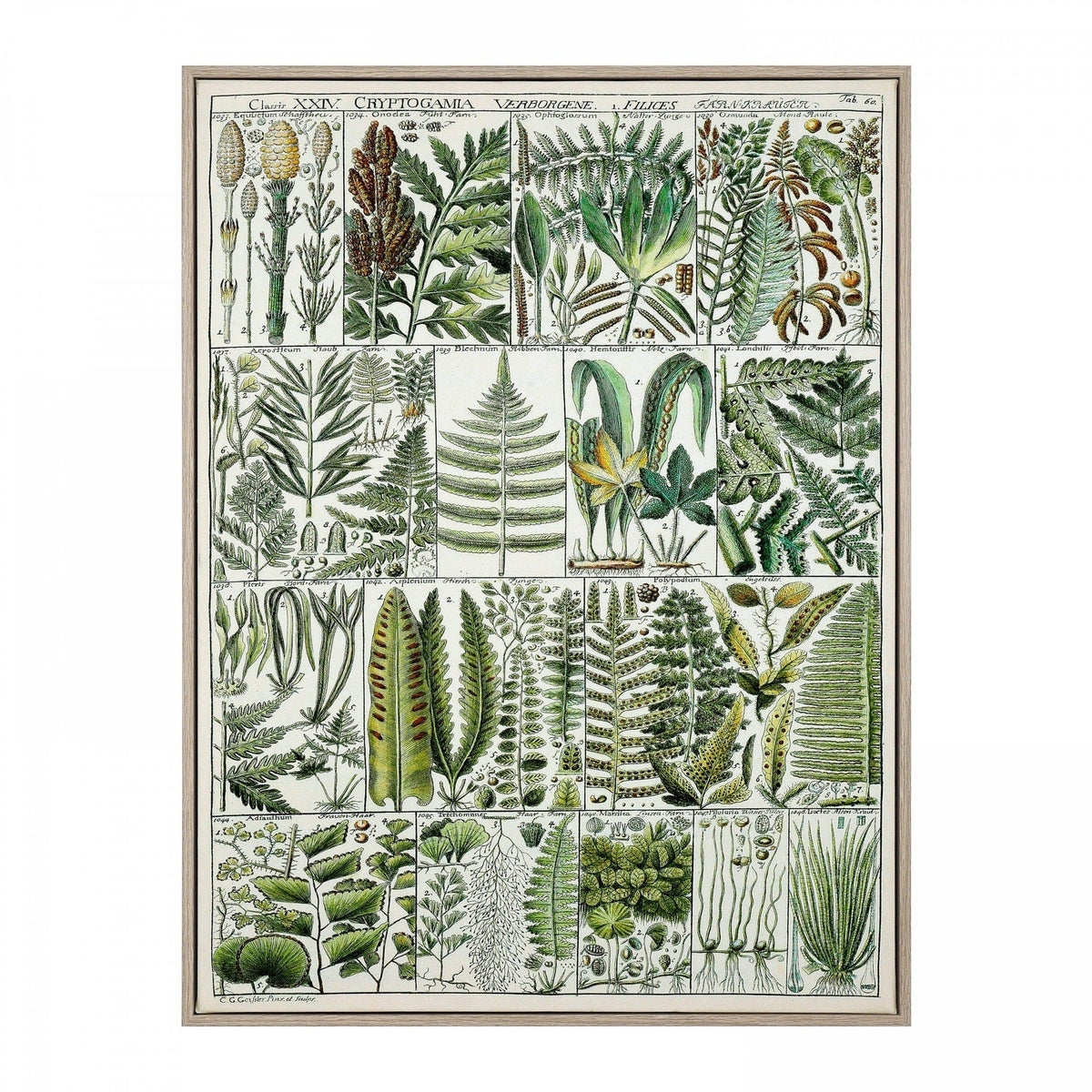 Gallery Interiors 'The Botanist' Framed Wall Art - 82.5 x 62.5cm