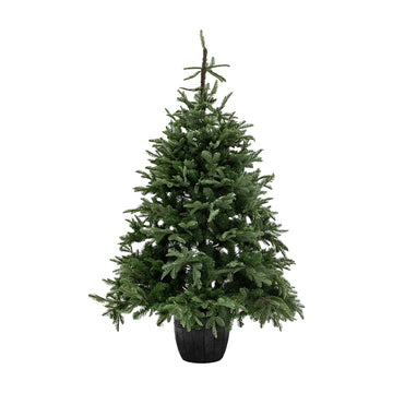 Gallery Interiors Natures Forest Nordman 7ft Christmas Tree