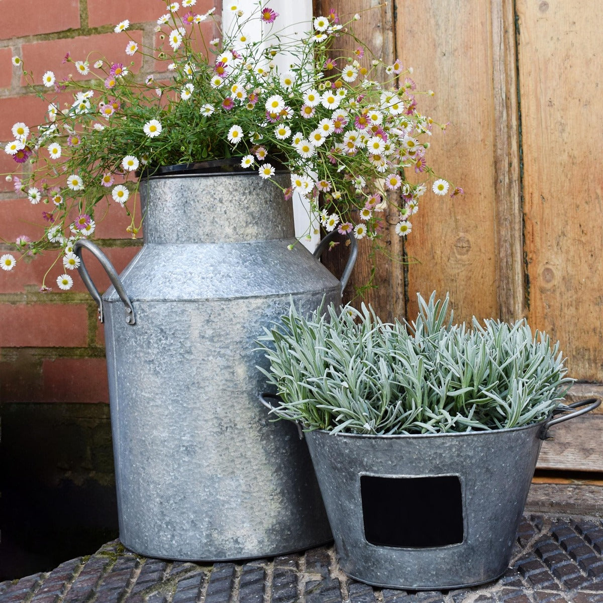 Ivyline Galvanised Milk Churn