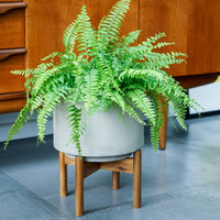 Ivyline Vigo Concrete Grey Planter with Stand