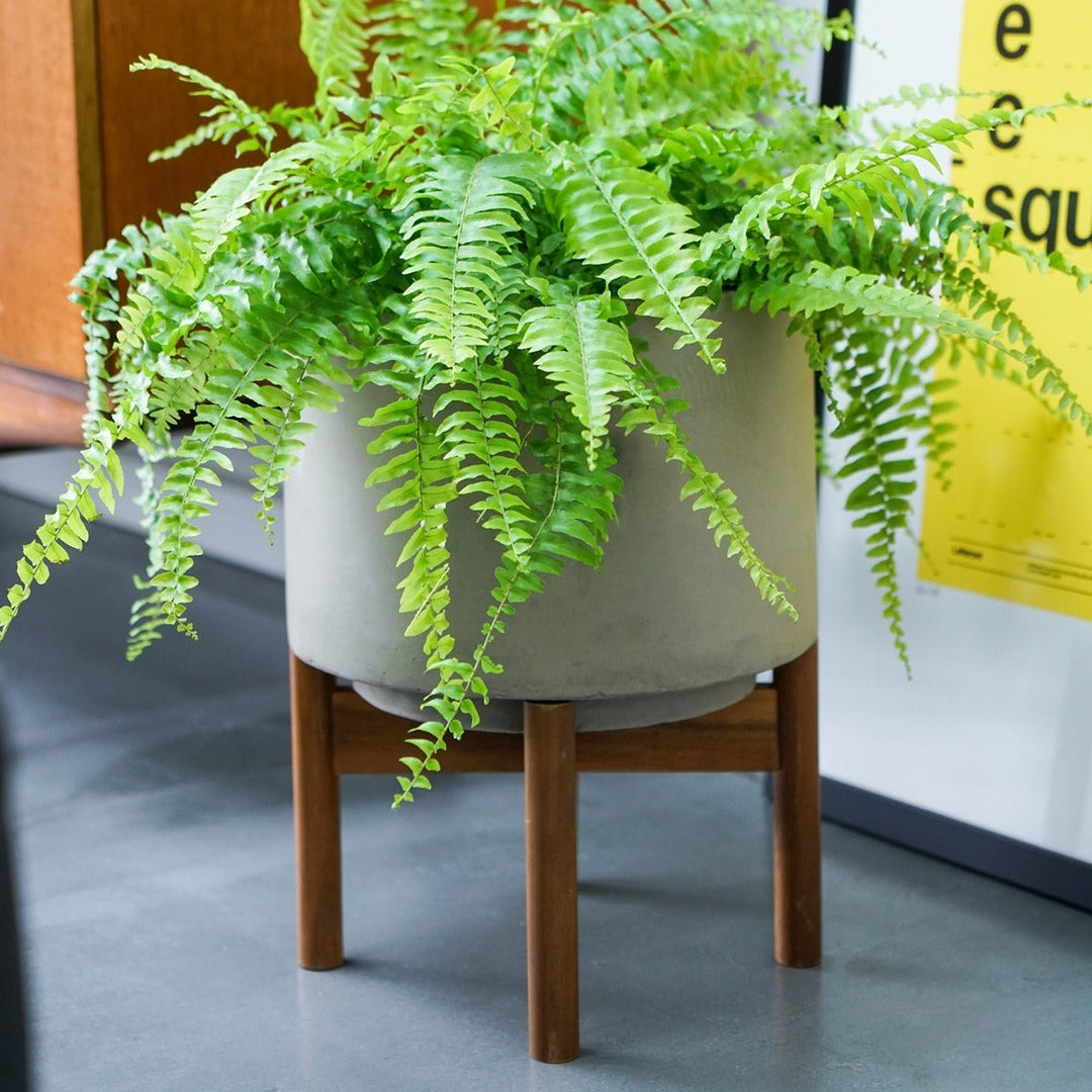 Vigo Concrete Planter with Stand - Grey Ivyline 3