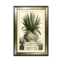 Olivia's 'Antique Aloe I' - Framed & Glazed Print - 112x81cm