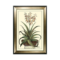 Olivia's 'Antique Aloe III' - Framed & Glazed Print - 112x81cm