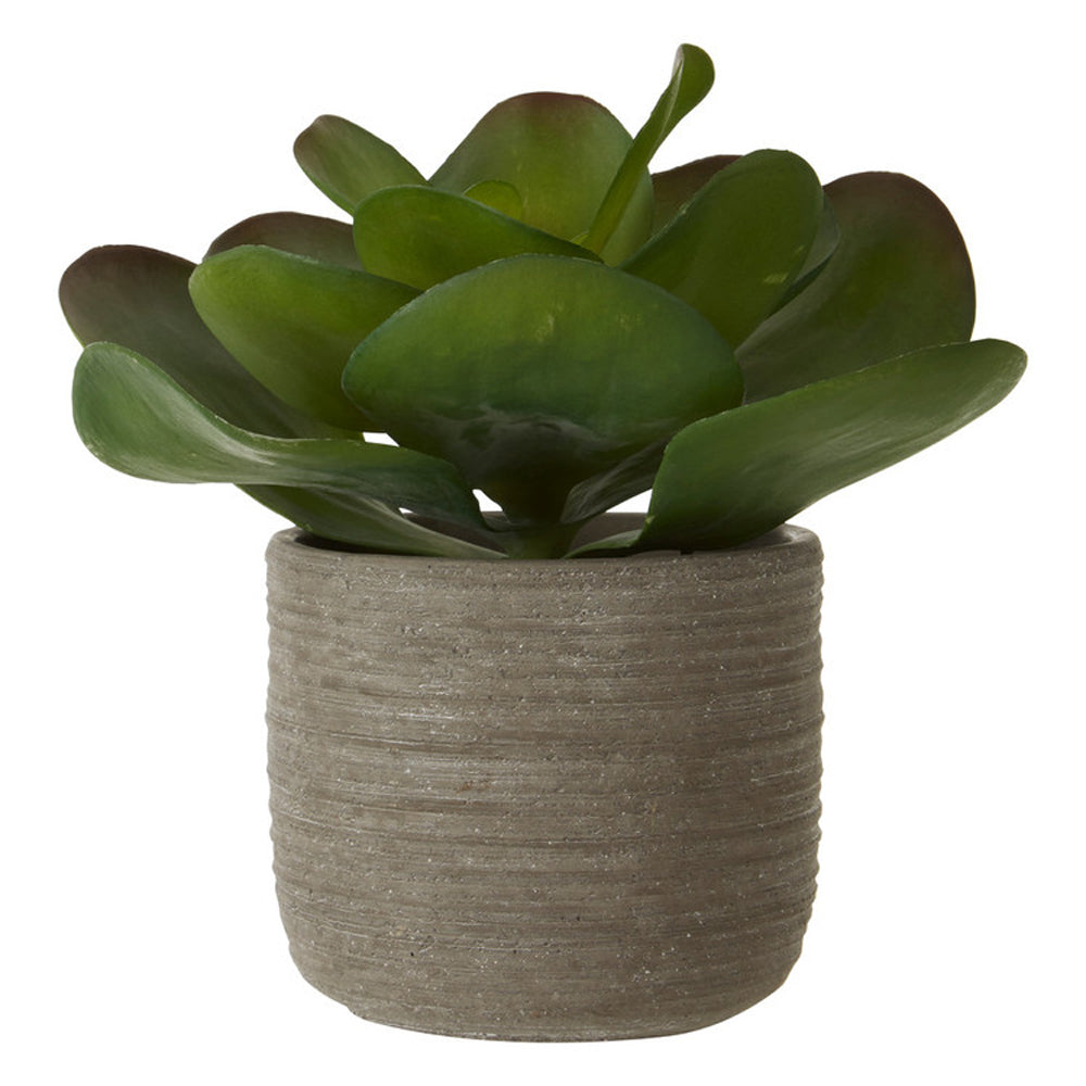  Premier-Olivia's Lotus Succulent With Rutic Grey Cement Pot-Grey 725 