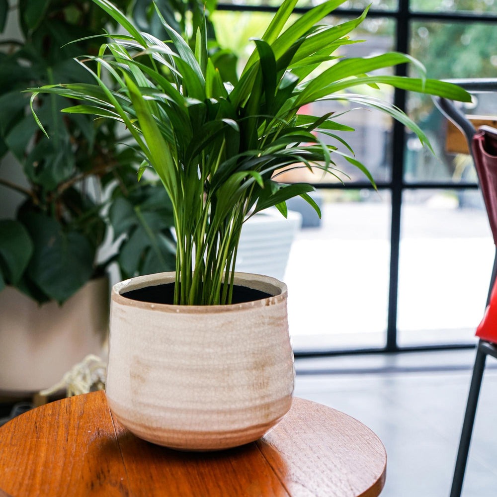 Pot Como - Cream Ivyline 2