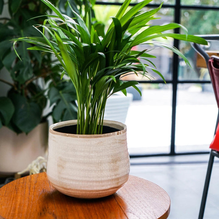 Pot Como - Cream Ivyline 2