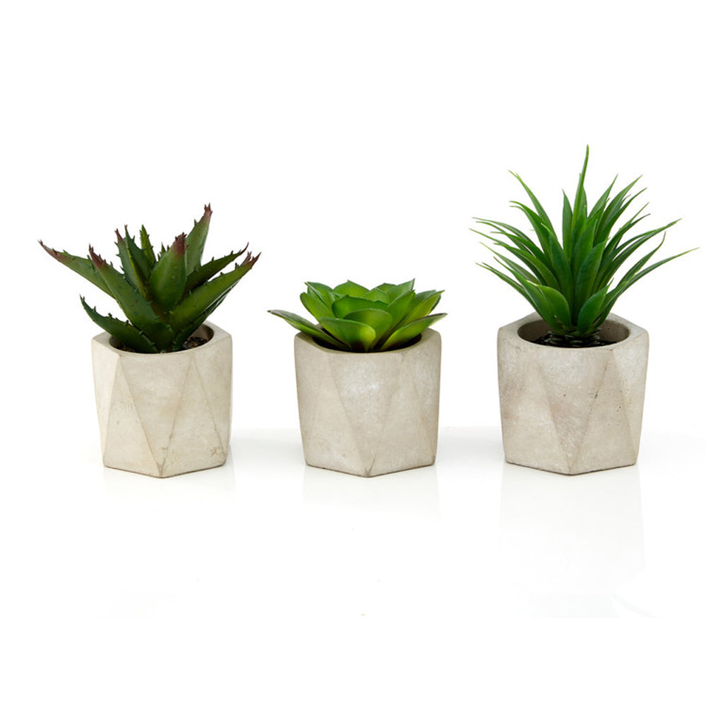 Olivia's Freda Planter Succulent Set Of 3 In Geo Cement Pots