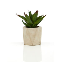 Olivia's Freda Planter Succulent Set Of 3 In Geo Cement Pots