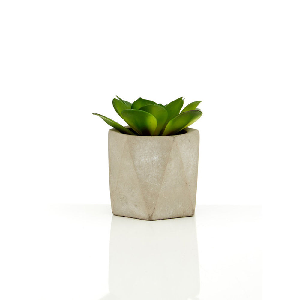 Olivia's Freda Planter Succulent Set Of 3 In Geo Cement Pots