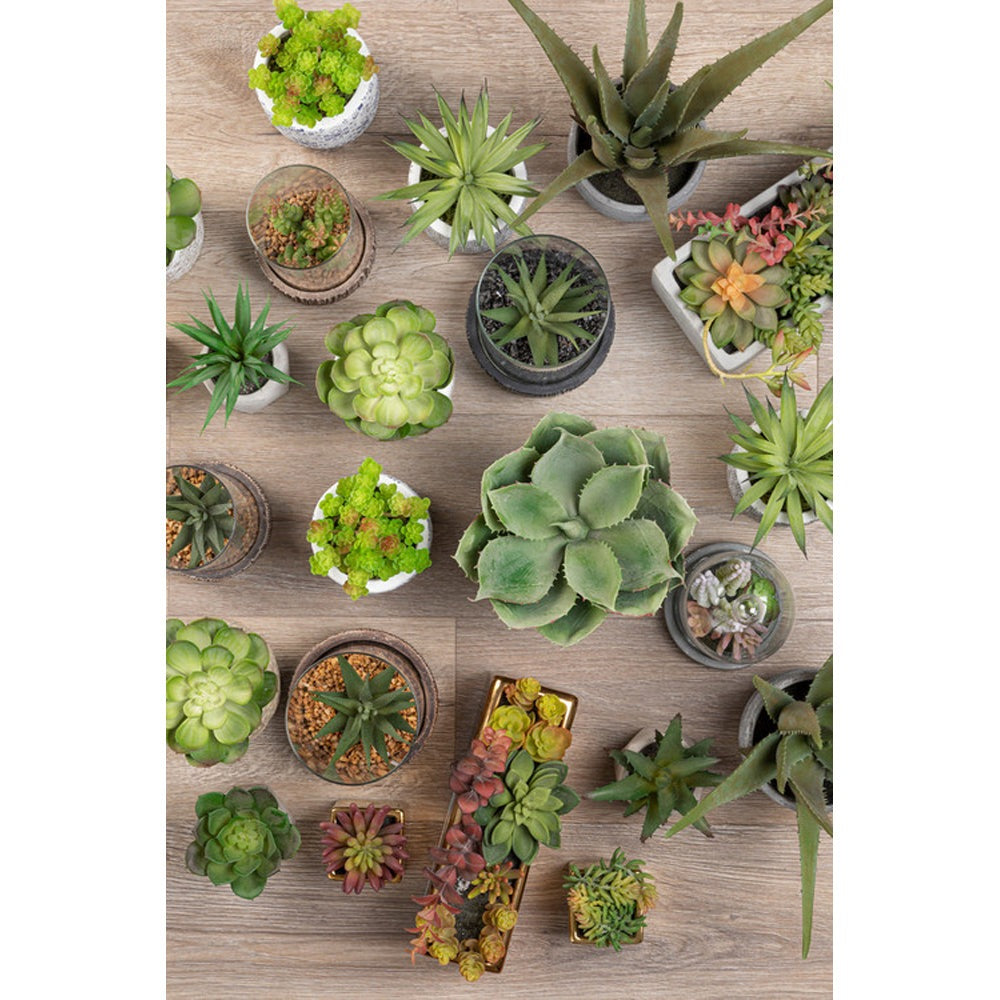 Olivia's Freda Planter Succulent Set Of 3 In Geo Cement Pots