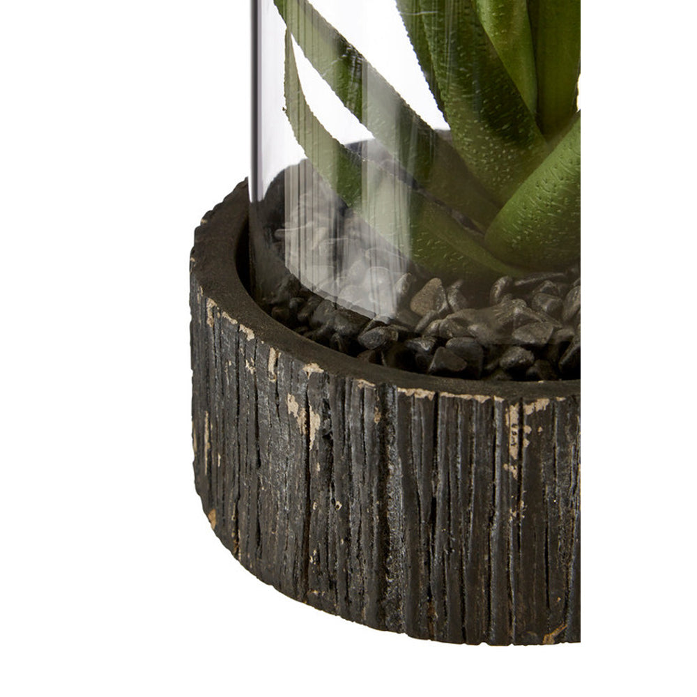 Olivia's Small Succulent With Black Stone Base
