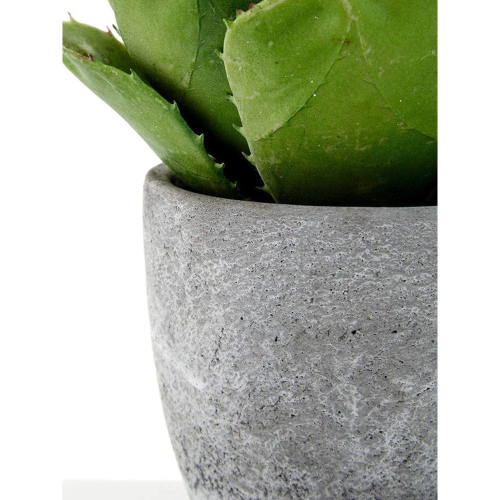 Olivia's Large Succulent With Cement Pot