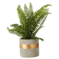 Olivia's Freda Planter Succulent Boston Fern