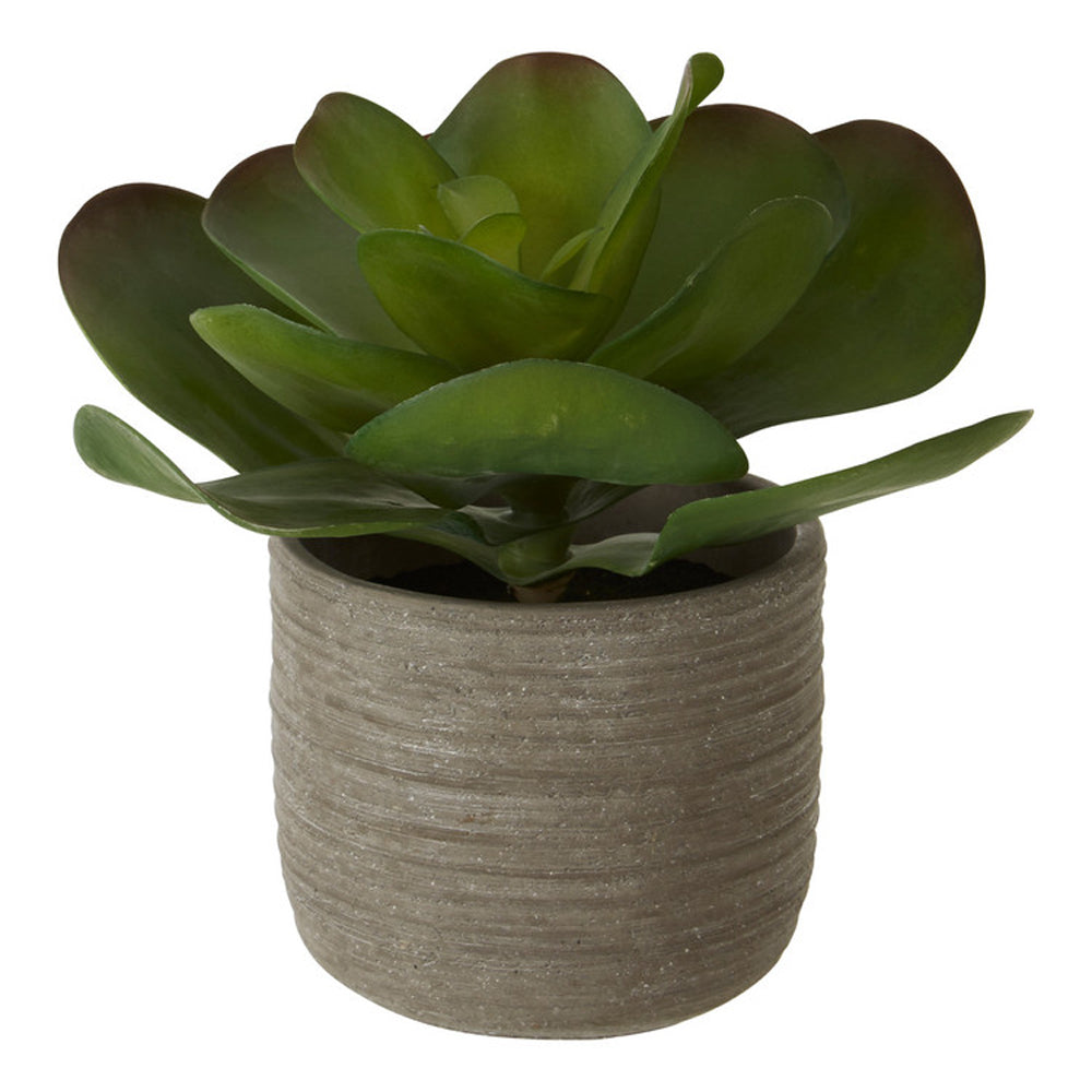  Premier-Olivia's Lotus Succulent With Rutic Grey Cement Pot-Grey 493 