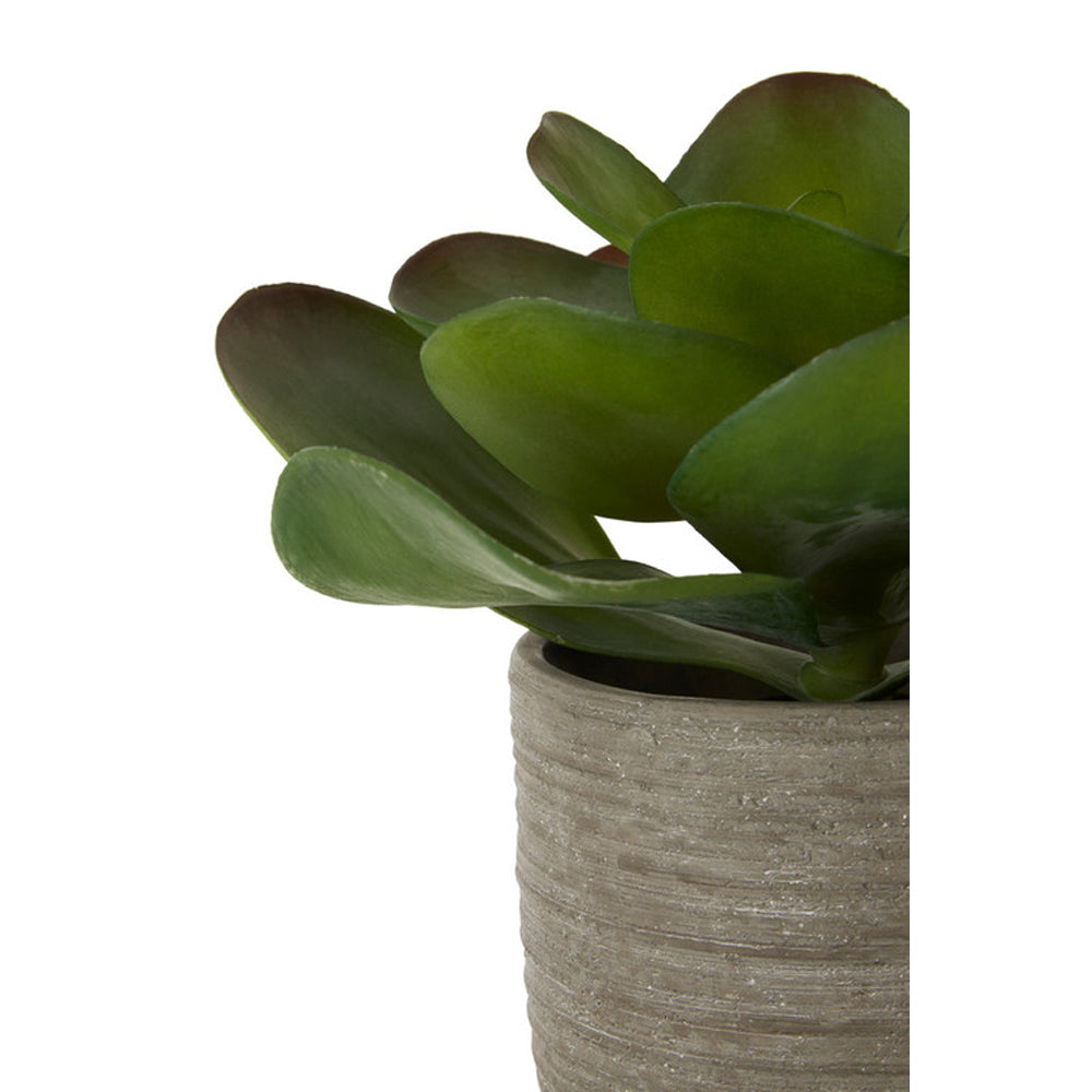 Olivia's Lotus Succulent With Rutic Grey Cement Pot