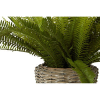 Olivia's Freda Planter Succulent Boston Fern Rattan