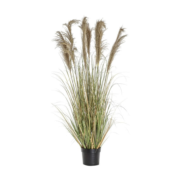 Gallery Interiors Pampas Grass With 7 Heads