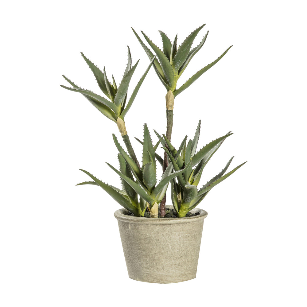 Gallery Interiors Potted Aloe