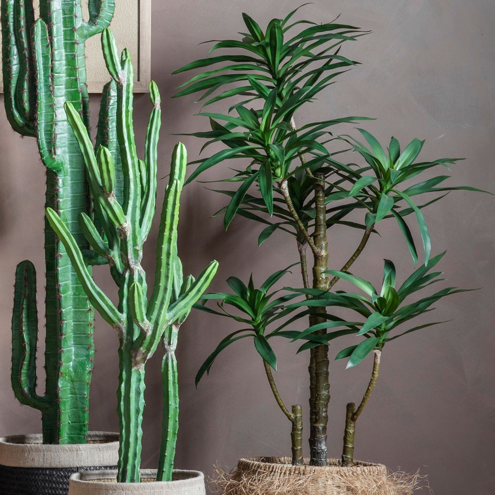 Yucca Tree with 6 Heads GalleryDirect 2