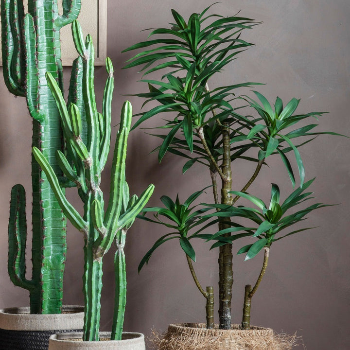 Yucca Tree with 6 Heads GalleryDirect 2