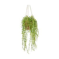 Gallery Interiors Hanging Senecio With Cement Pot