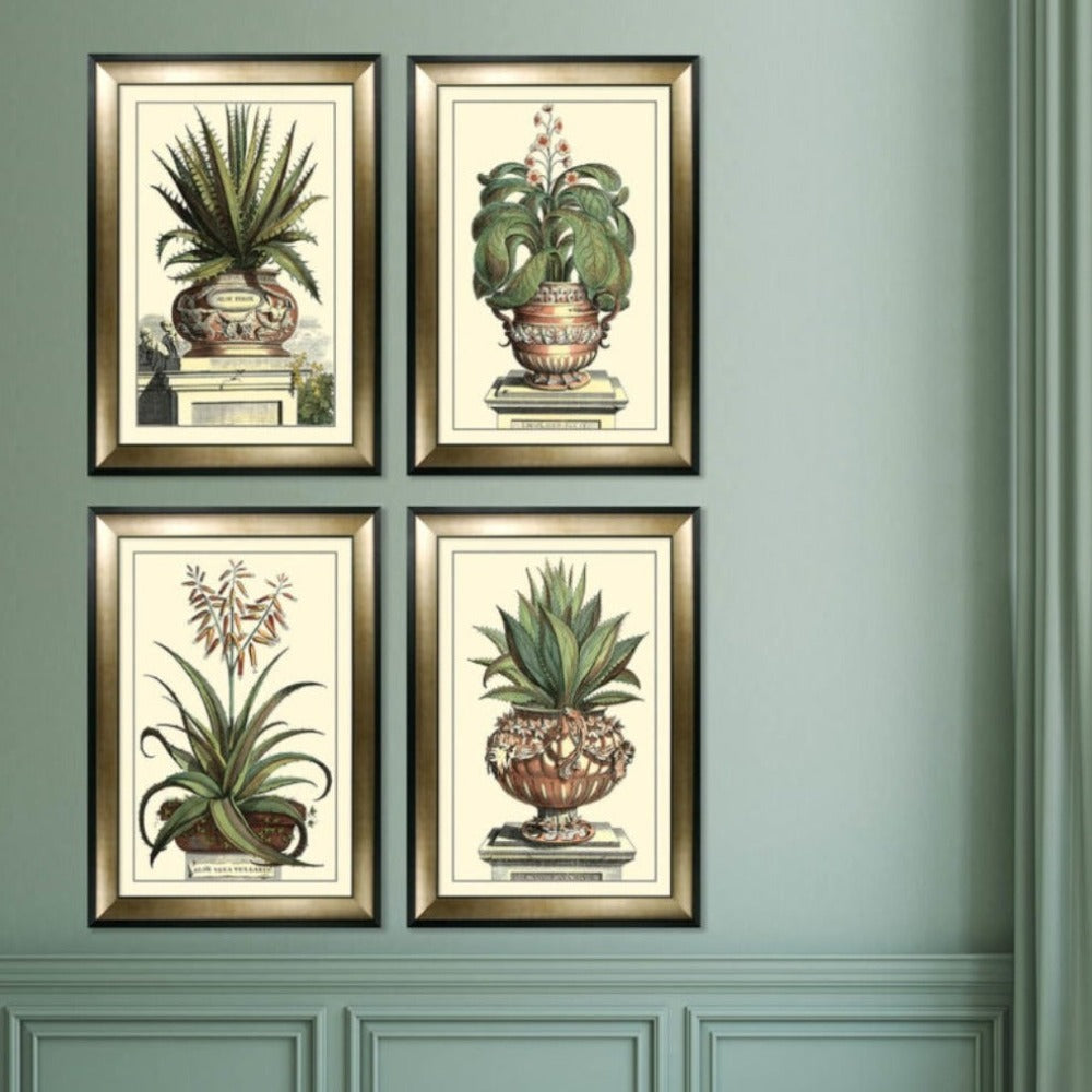 Olivia's 'Antique Aloe I' - Framed & Glazed Print - 112x81cm