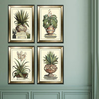 Olivia's 'Antique Aloe III' - Framed & Glazed Print - 112x81cm