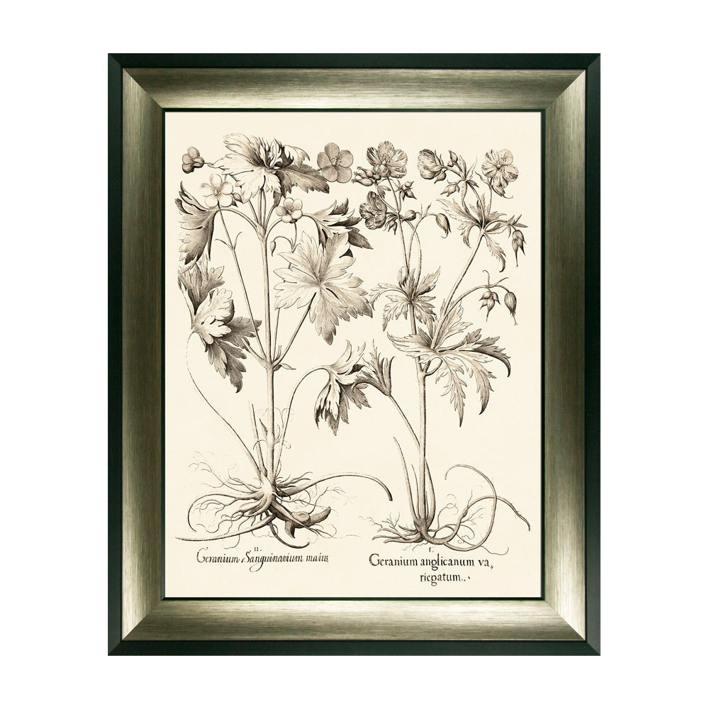 Olivia's 'Sepia Botanials IV' - Framed & Glazed Print - 89x72.5cm