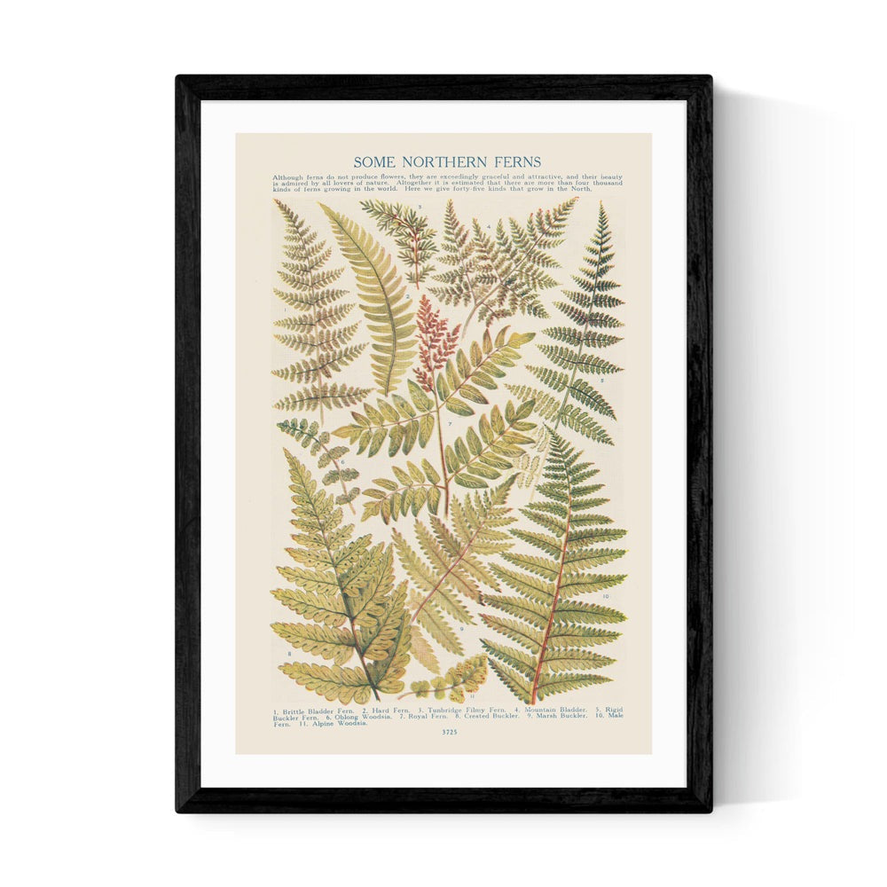 Some Nothern Ferns by Aster - A2 Black Framed Art Print