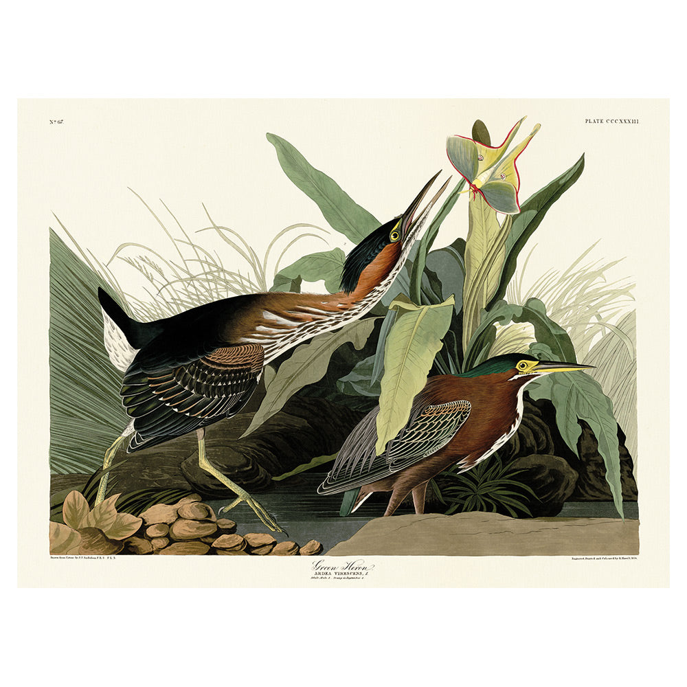 The Art Group John James Audubon Green Heron Canvas Print