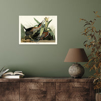 The Art Group John James Audubon Green Heron Canvas Print