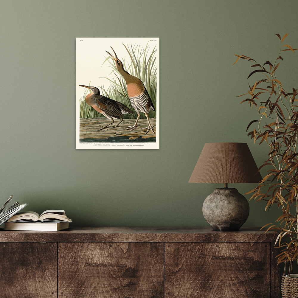 The Art Group John James Audubon Salt Water Marsh Hen Canvas Print