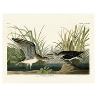 The Art Group John James Audubon Solitary Sandpiper Canvas Print