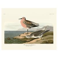 The Art Group John James Audubon Red-Breasted Sandpiper Canvas Print