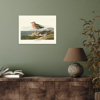 The Art Group John James Audubon Red-Breasted Sandpiper Canvas Print