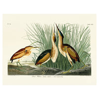 The Art Group John James Audubon Least Bittern Canvas Print