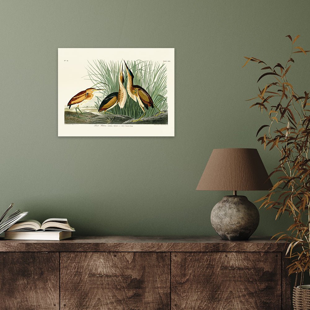 The Art Group John James Audubon Least Bittern Canvas Print