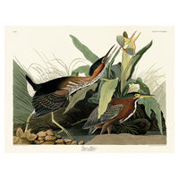 The Art Group John James Audubon Green Heron Canvas Print