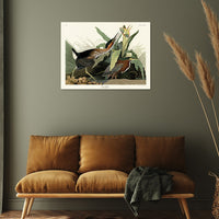 The Art Group John James Audubon Green Heron Canvas Print