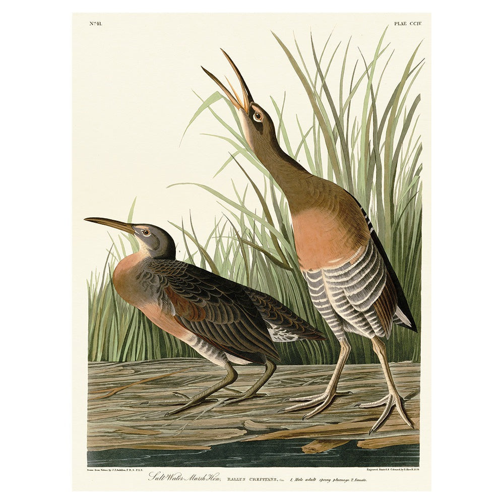 The Art Group John James Audubon Salt Water Marsh Hen Canvas Print