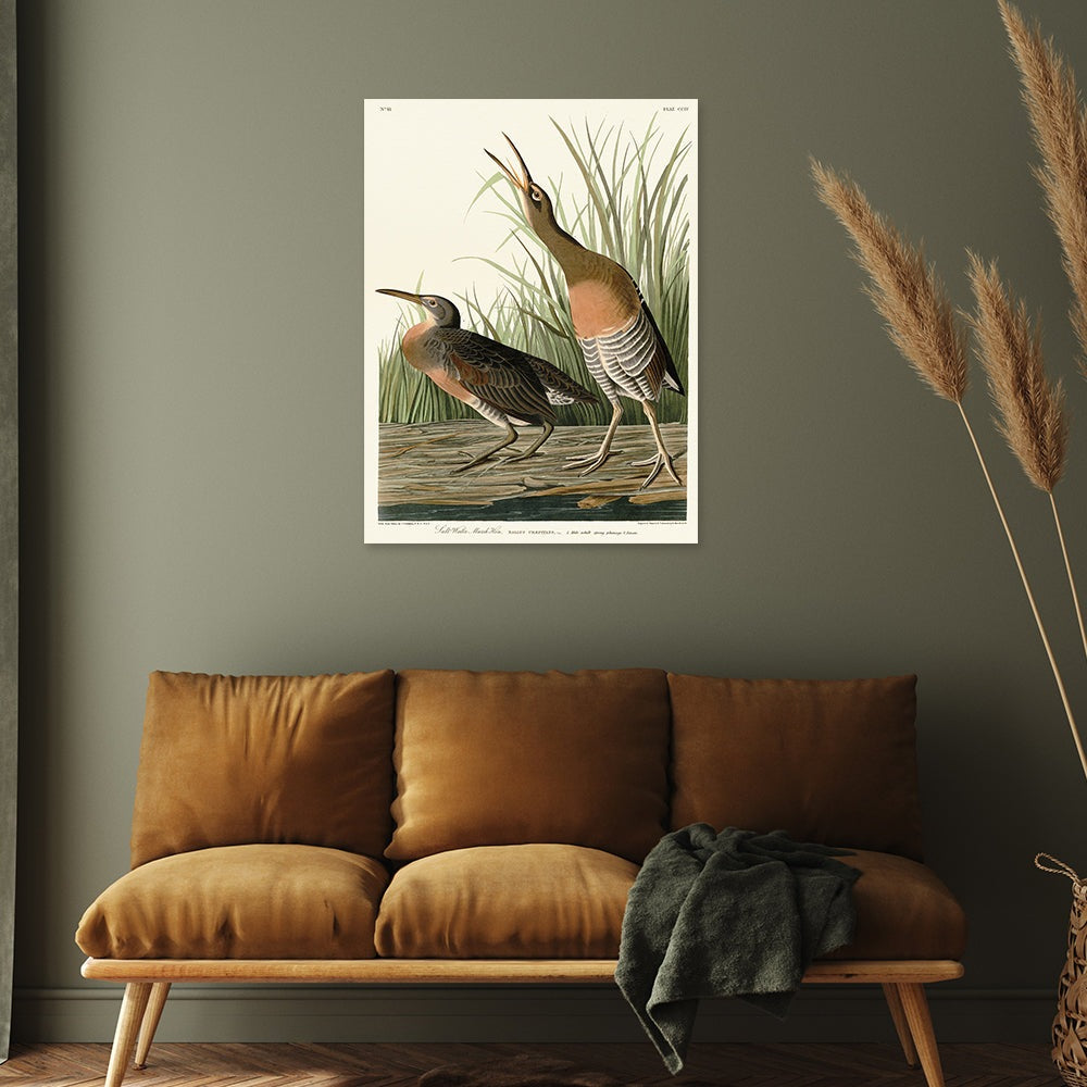 The Art Group John James Audubon Salt Water Marsh Hen Canvas Print