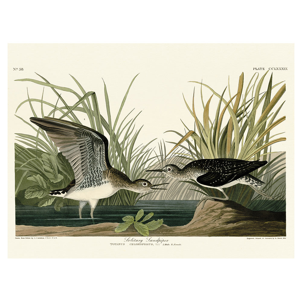 The Art Group John James Audubon Solitary Sandpiper Canvas Print