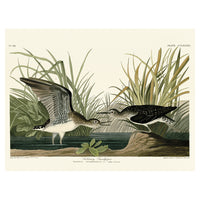 The Art Group John James Audubon Solitary Sandpiper Canvas Print