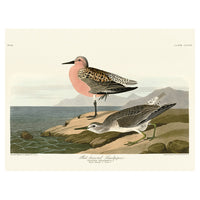 The Art Group John James Audubon Red-Breasted Sandpiper Canvas Print