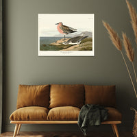 The Art Group John James Audubon Red-Breasted Sandpiper Canvas Print