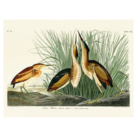 The Art Group John James Audubon Least Bittern Canvas Print