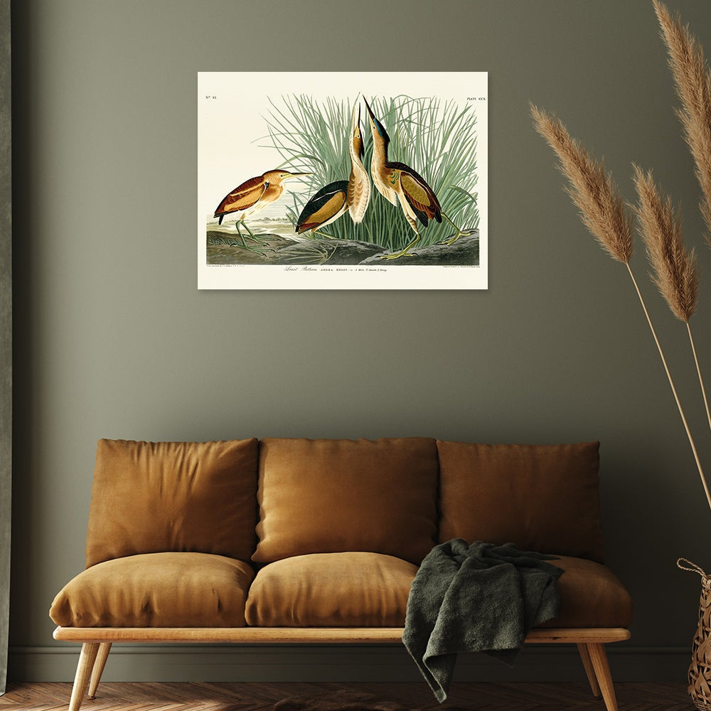 The Art Group John James Audubon Least Bittern Canvas Print