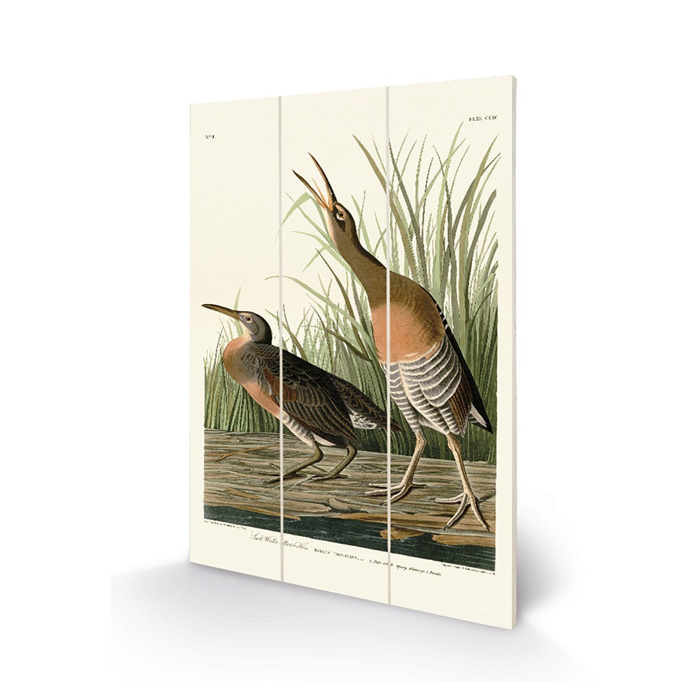 The Art Group John James Audubon (Salt Water Marsh Hen) Wood Print
